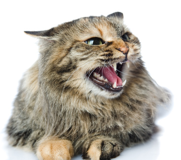 angry_cat