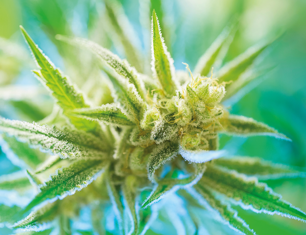 cbd-fuer-menschen-flinoa-faq