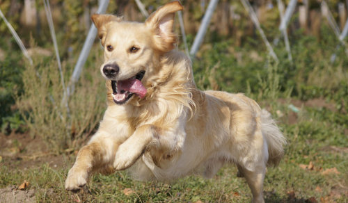 laufender-hund