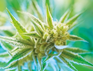 cbd-fuer-menschen-flinoa-faq