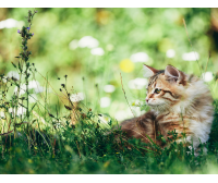 tamacan-isolat-plus-katze-150dpi