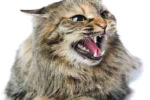angry_cat