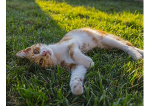 beschreibung_katze-1