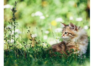 tamacan-isolat-plus-katze-150dpi